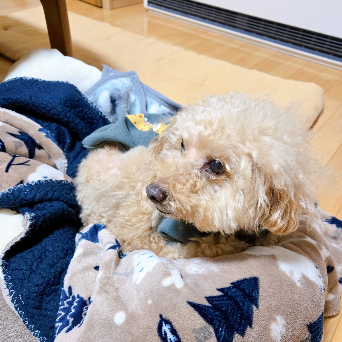kuchanrunrun's tweet photo. 温かい部屋でまったりわんこ🐶

#トイプードル　#トイプー
#愛犬　#わんこ　#犬
#わんこ好きな人と繋がりたい
#犬好きさんと繋がりたい https://t.co/SwvJysWAke