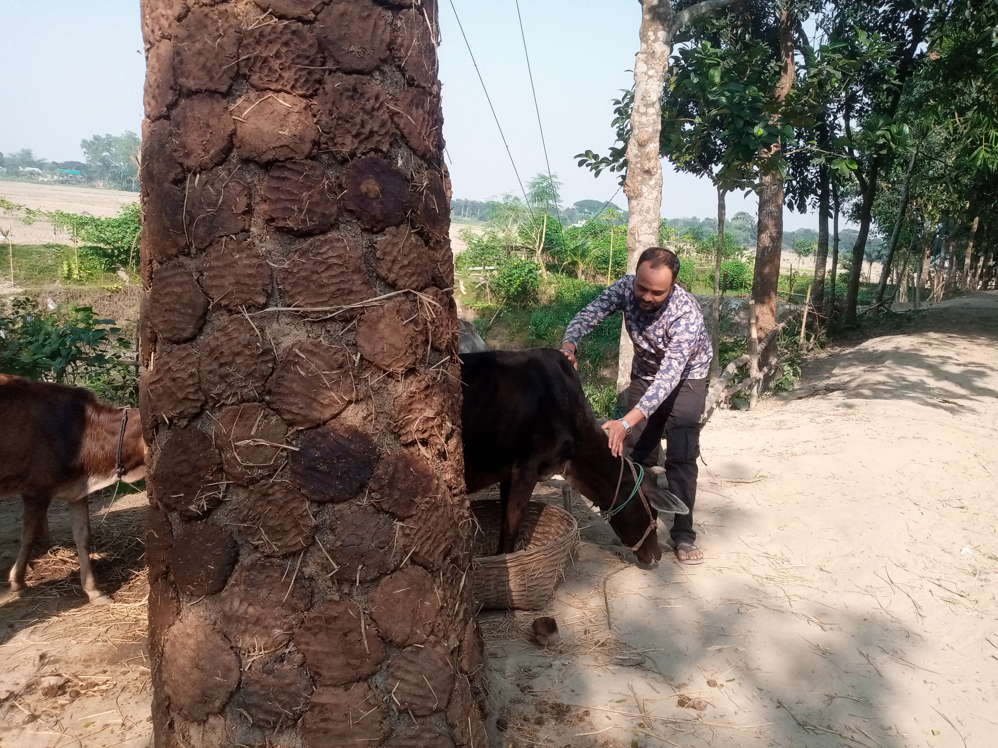 গোবর ঘুঁটে মিটাচ্ছে জ্বালানি চাহিদা,রয়েছে সাবধানতা