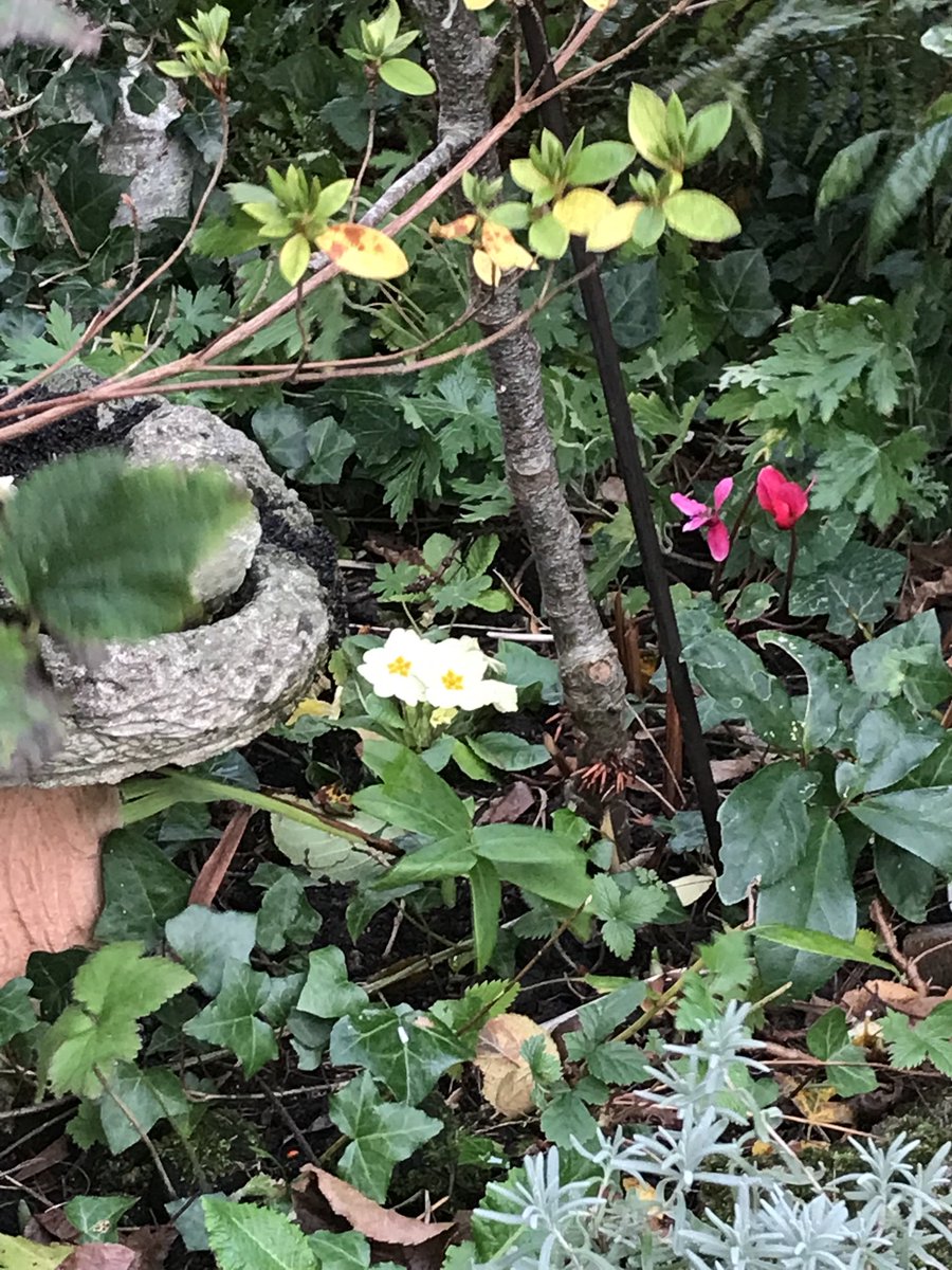 merryfieldptry's tweet photo. Good morning from my little #cottage #garden #primroses and #cyclamen https://t.co/97rwpVs9pE