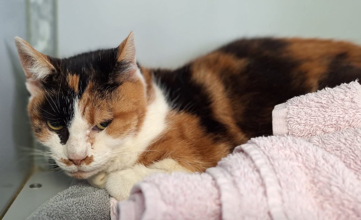 Verlegen dame Bonnie zoekt een rustig huis om het vertrouwen terug te winnen in de mens, ze verblijft momenteel op een pleegadres want het asiel was veel te druk voor haar. Ze kruipt al wat uit haar schulpje ❤️
#Ikzoekbaas 
ikzoekbaas.dierenbescherming.nl/asieldier/katt…