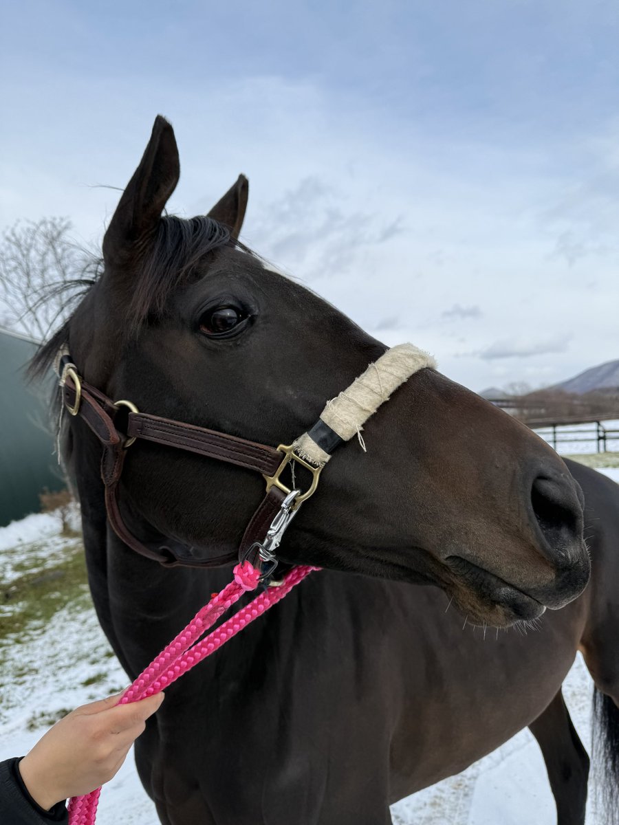アナトリアンようこそ日本へ🇯🇵