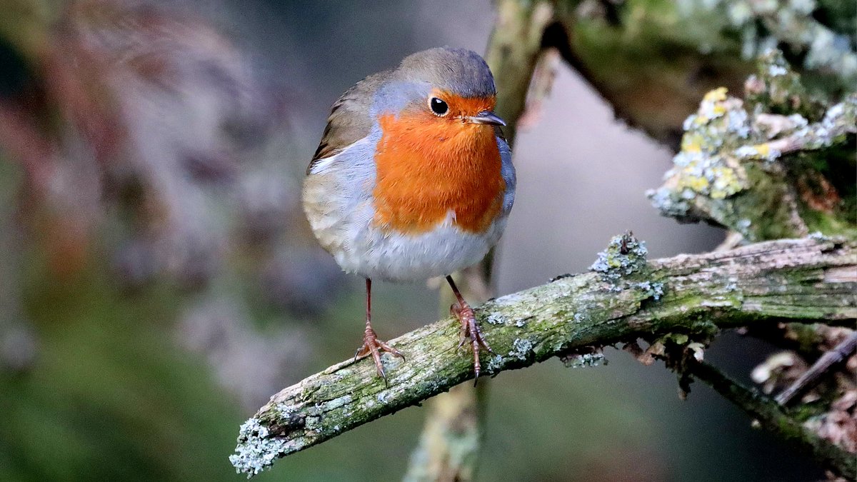 IsaVerbist's tweet photo. Enjoy your weekend 🧡 #robin 🧡
#BirdsSeenIn2024 #robinsoftwitter #photography #birdphotography #ThePhotoHour #NaturePhotography #birding #TwitterNatureCommunity #BirdsOfTwitter #birdwatching #naturelovers #birdlovers #channel169 #BirdTwitter #ddor #birdsofx #birdsoftheworld https://t.co/EUNT2yVgNa