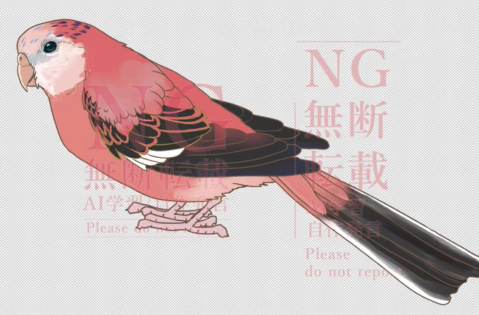 【アキクサインコ考察】秋草について興味深いサイトがあった為、翻訳してまとめました(文字の多いサイトでちょっと挫けそうになりました)画像はローズの男の子________________________ 