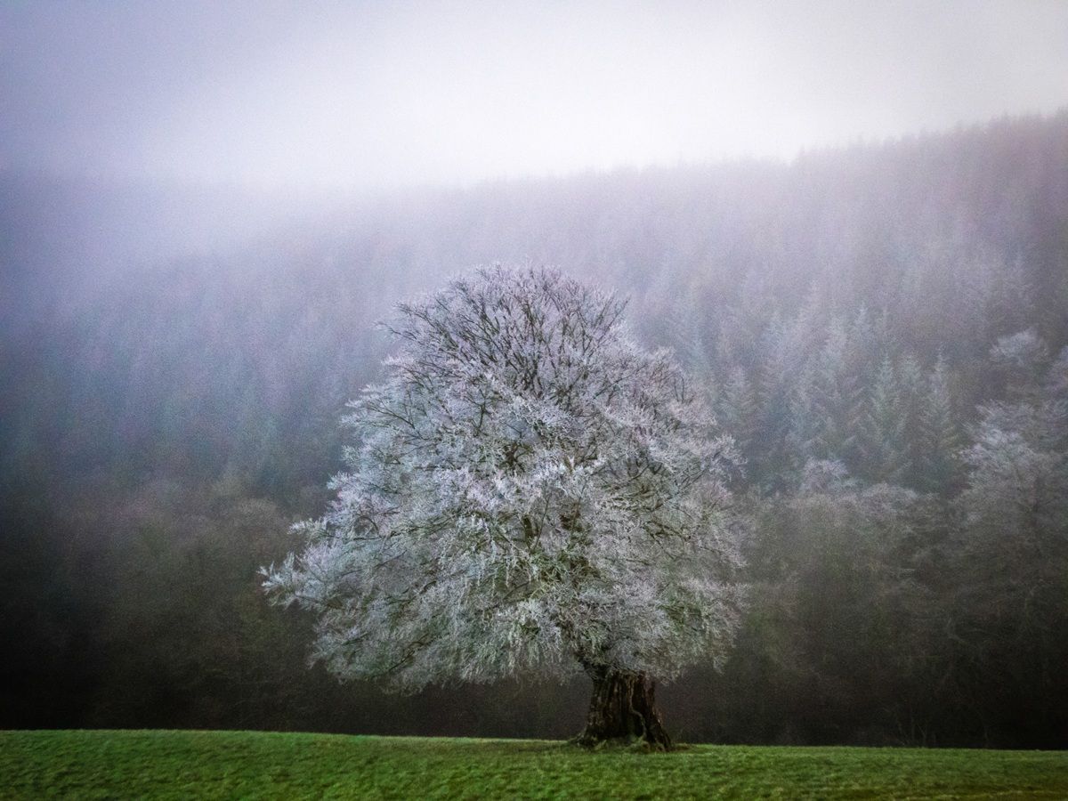 December is the time for bringing evergreens indoors, but did you know today is Tree Dressing Day? 🌳 

It’s all about connecting with the trees on your doorstep and celebrating their presence.

Get inspired 👇
buff.ly/2QGQTDo 

photo: Mike Lanning