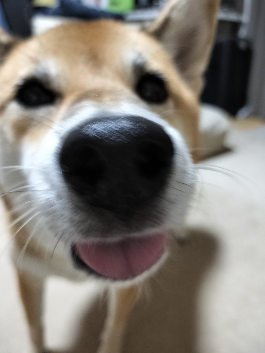 kanade_shiba's tweet photo. 母ちゃん、それ、チーズ？🧀
#お肉よりお魚
#お魚よりチーズ
#柴犬
#保護犬卒業生
#かなろぐ
#神奈川犬
#柴すたぐらむ
#犬すたぐらむ https://t.co/stdFRFkmjC