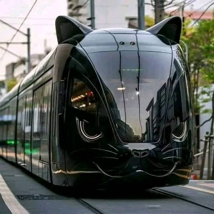 دنیا کالی بلی پر سفر کر رہی ہے لیکن پاکستان میں ہمارا رستہ کاٹ لے تو کام نہیں ہوتا، نحوست کی علامت ہے۔🤔🤔☺️🤭