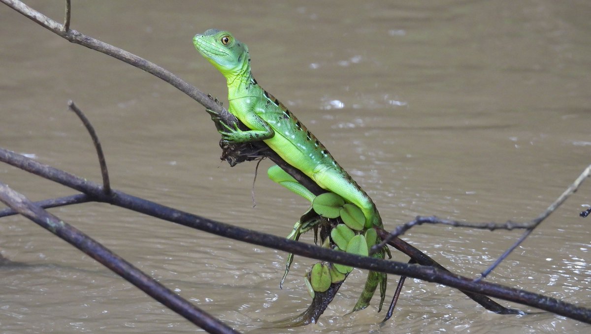CampsInt's tweet image. So many amazing photos and memories from this summer! 🤯⁠

With student travellers, teachers &amp;amp; leaders completing incredible projects, this summer was spectacular! 🙌⁠

What’s your favourite destination? 🌍️

Share your top memory below! 👇

#Summer2024 #CampsEffect