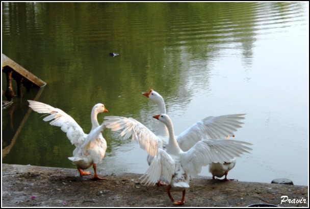 SKPRAV's tweet photo. Good day friends 🧡 Happy weekend 😊
Geese with flying posture
#TwitterNatureCommunity 
#TwitterNaturePhotography 
#NaturePhotography 
#naturelovers #photooftheday 
#photographylovers 
#PhotographyIsArt https://t.co/1Yu8THVQeU