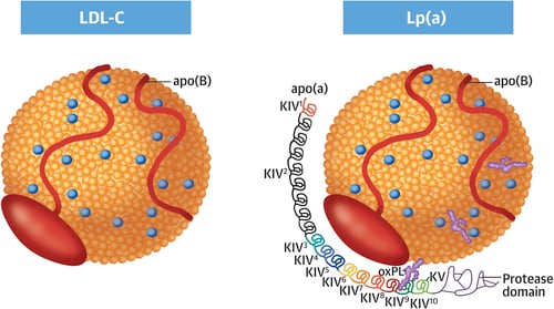 Lp(a) - probably the most important cholesterol test you have never heard of. 
 
For those with a family history of heart disease, this is a must do test. 
 
🧵👇  
/1