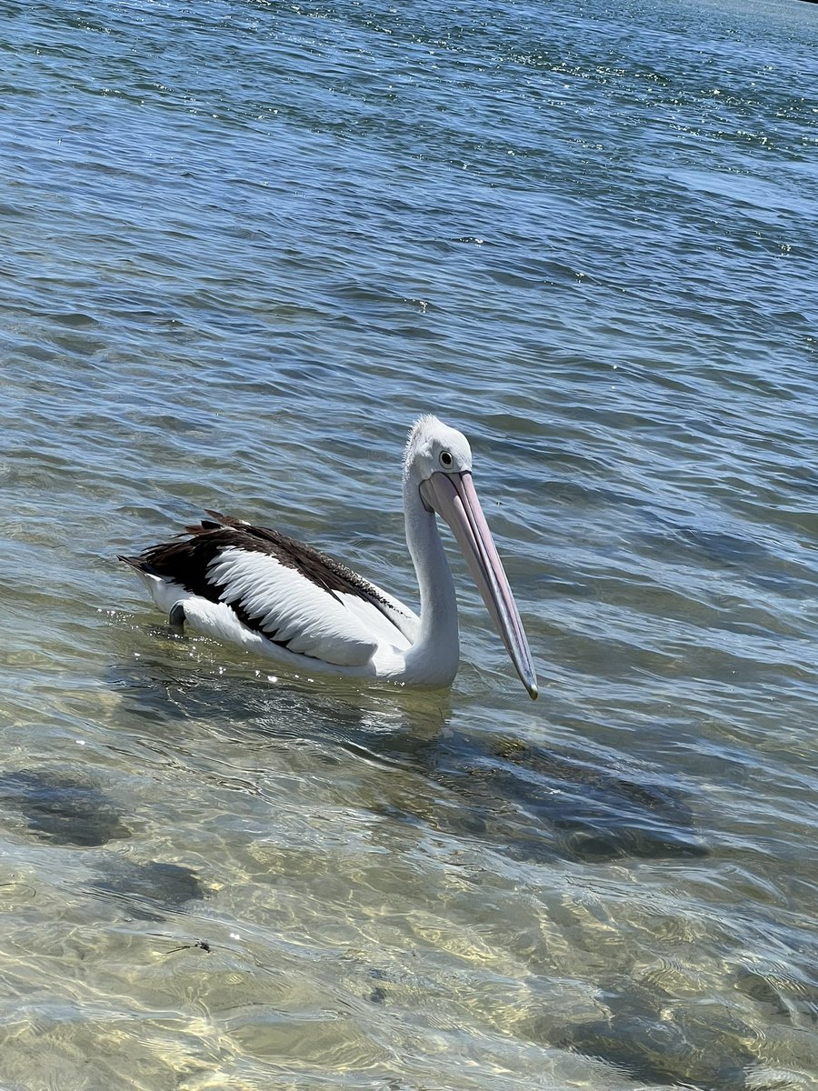 okantoameto's tweet photo. 🇦🇺
野生のペリカンが目の前を優雅に飛んでたり海に浮かんでたりしたよ。 https://t.co/7KSWpUzUwz