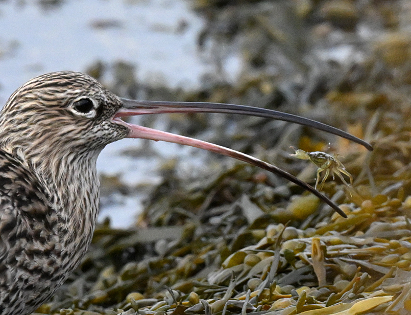 A Curlew juggles a Shore Crab into the best position before swallowing it - at Normandy before the storm. <a href="/LymKeyRanger/">Lymington-Keyhaven Nature Reserve</a> <a href="/HOSbirding/">Hampshire Ornithological Society</a> <a href="/BirdsonBrink/">Birds on the Brink</a> <a href="/BirdAwareSolent/">Bird Aware Solent 🦆</a>   #TwitterNatureCommunity
