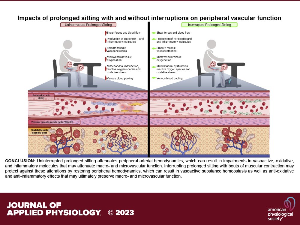 🛑 Sentarte más de 1h genera alteraciones hemodinámicas clave: disminuye el flujo en arterias femorales y poplíteas, activa estrés oxidativo y reduce óxido nítrico.

Resultado: Entorno perfecto para aterosclerosis.

Solución: Contracciones musculares intermitentes!

#Levántate 🤸