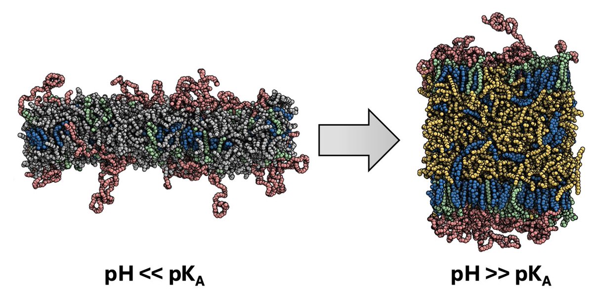 🚨 Preprint Alert 🚨pH-induced phase transitions in lipid nanoparticle (LNP) formulations are crucial for LNP function – but not all settings in MD simulations allow to observe these transitions...
#membranes #LNP @MTrollmann <a href="/UniFAU/">FAU Erlangen-Nbg</a> 
arxiv.org/abs/2412.02731