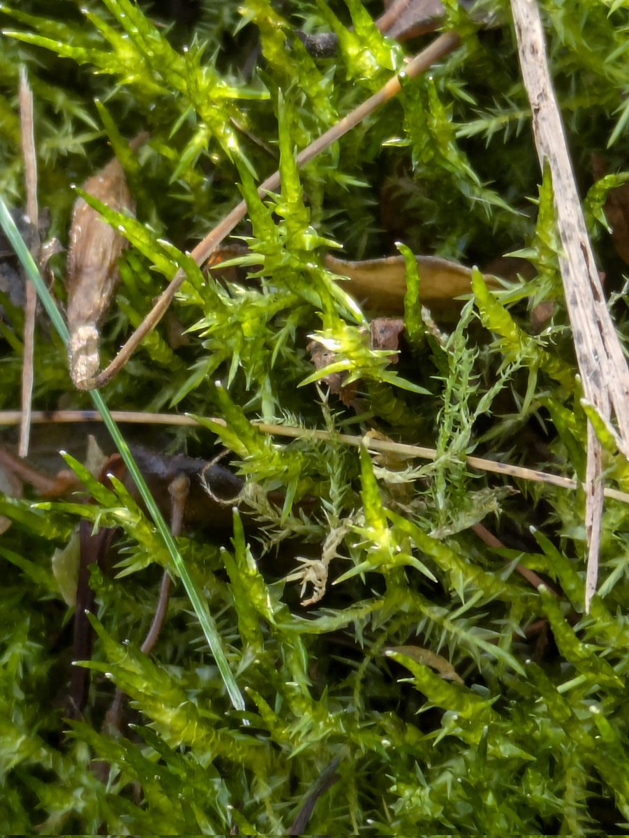 Olly Lynch Milner (@ol_lyncheco) on Twitter photo Some bryophyting to satisfy the mind in Winter. Calliergonella cuspidata (Pointed Spear-moss) really showing off the characteristic spear-like points, formed by the upper leaves being tightly rolled. Galway City <a href="/BBSbryology/">BBSBryology</a> @NimbosaEcology @uniofgalwayBPS Some bryophyting to satisfy the mind in Winter. Calliergonella cuspidata (Pointed Spear-moss) really showing off the characteristic spear-like points, formed by the upper leaves being tightly rolled. Galway City <a href="/BBSbryology/">BBSBryology</a> @NimbosaEcology @uniofgalwayBPS