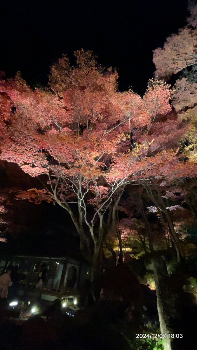 lapisazur's tweet photo. 11時車預けて17時引き取り。セレナに乗り換えて教林坊🍁夜間拝観。塩元帥いっぱいで、ちゃんぽん亭でディナー🍽️
間違えて一杯多く頼む^^;
が、全部食べられた。凄い。
セット2.唐揚げ、ラーメン2杯
ぬぬぬぬぬ https://t.co/IVn0FGzqJs