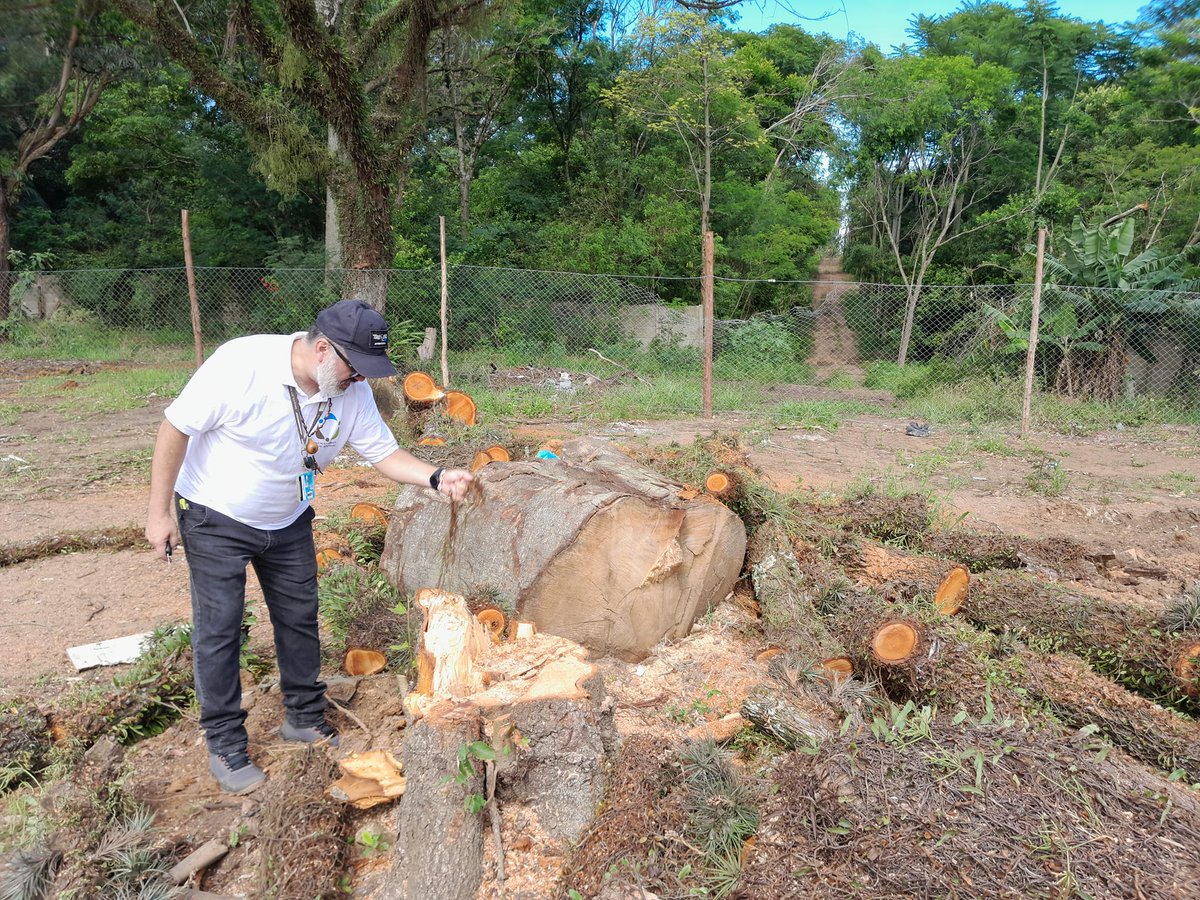 ArvoresUrbanas's tweet photo. [repost de @brack_paulo ] Empreendimento do grupo Zaffari na Ari Tarragó. Figueiras nativas imunes ao corte  foram cortadas. Um Cedro-rosa (60cm diam),  suprimida apesar de ameaçada  de extinção pela Portaria n. 148 do MMA/2022 #portoalegre #arboricidio https://t.co/1ijUOvnmpz