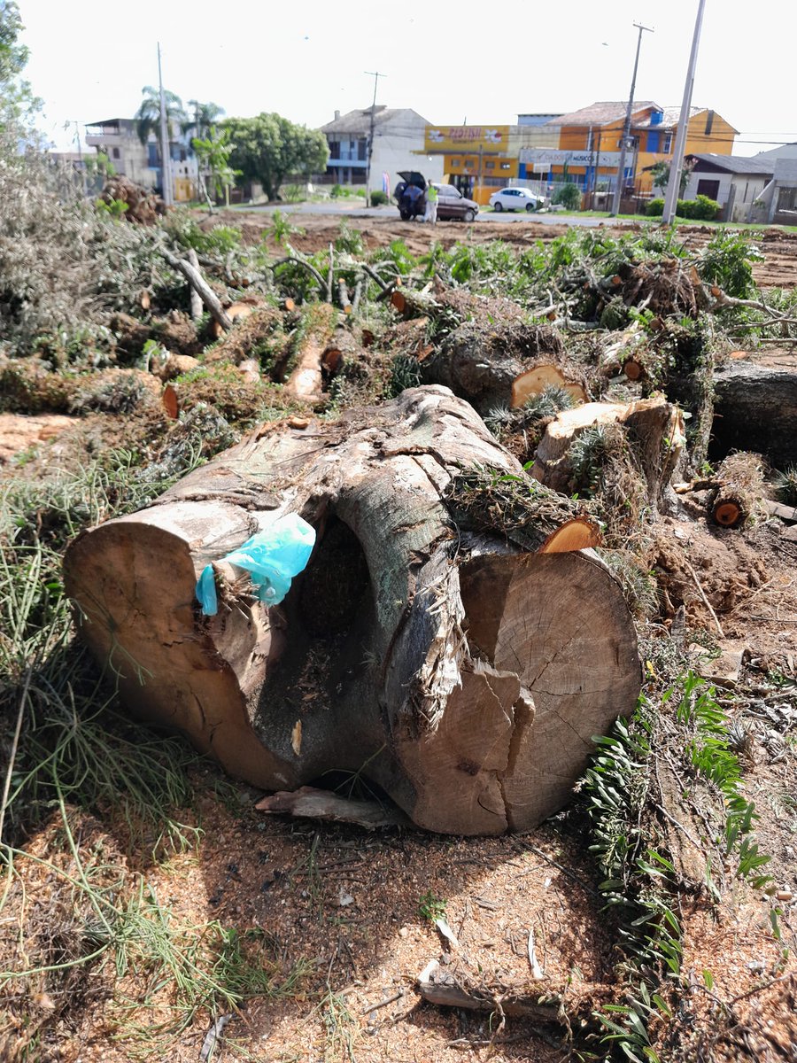 ArvoresUrbanas's tweet photo. [repost de @brack_paulo ] Empreendimento do grupo Zaffari na Ari Tarragó. Figueiras nativas imunes ao corte  foram cortadas. Um Cedro-rosa (60cm diam),  suprimida apesar de ameaçada  de extinção pela Portaria n. 148 do MMA/2022 #portoalegre #arboricidio https://t.co/1ijUOvnmpz