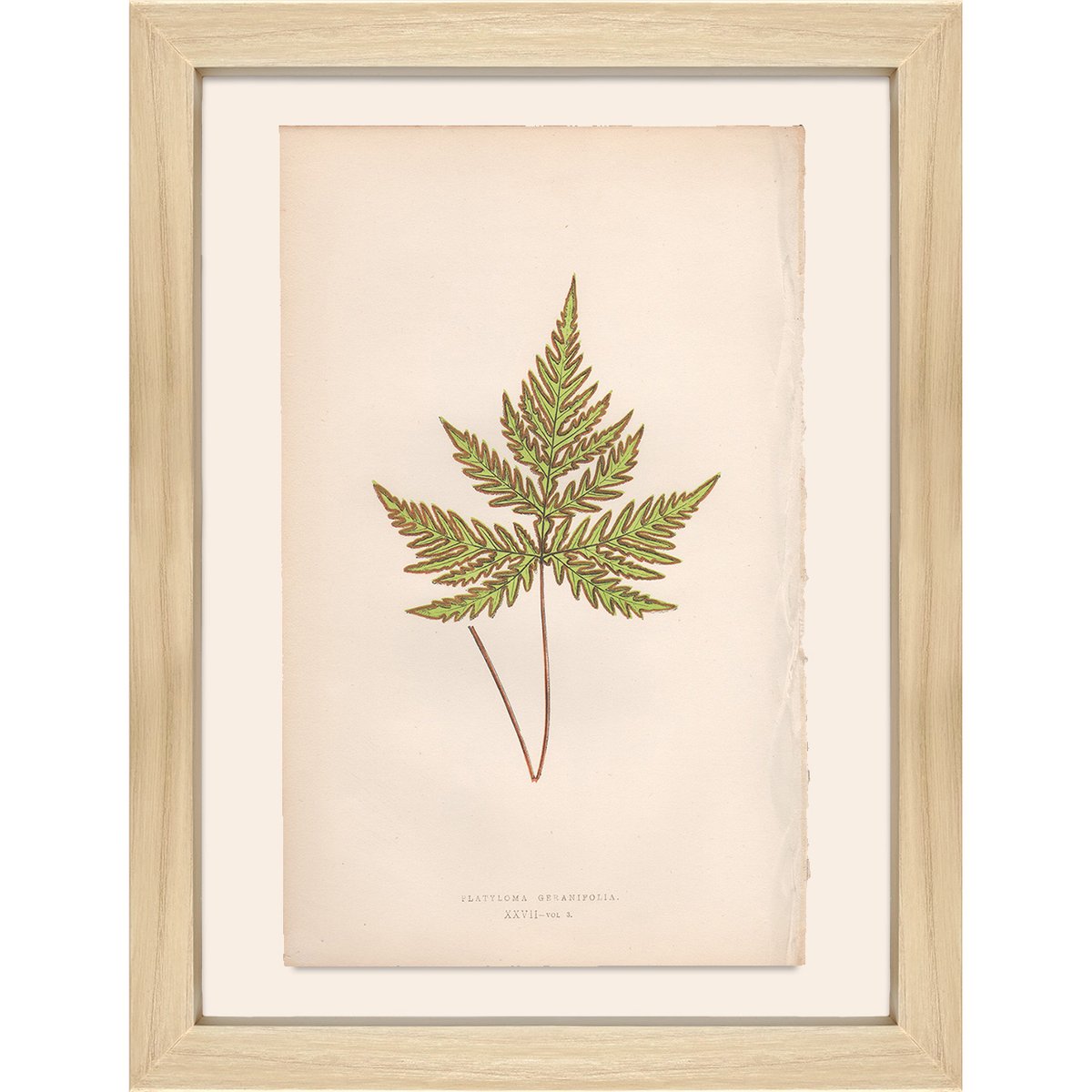 madebykim's tweet photo. Exquisite antique prints from Lowe’s Ferns are now available for purchase. Enhance your collection with these timeless pieces, each showcasing the intricate beauty of ferns.

#antiqueprints #timelessdecor #ferns #transformyourspace #natureinspiredart #iloveferns #shopsmall https://t.co/V65Me82hj0
