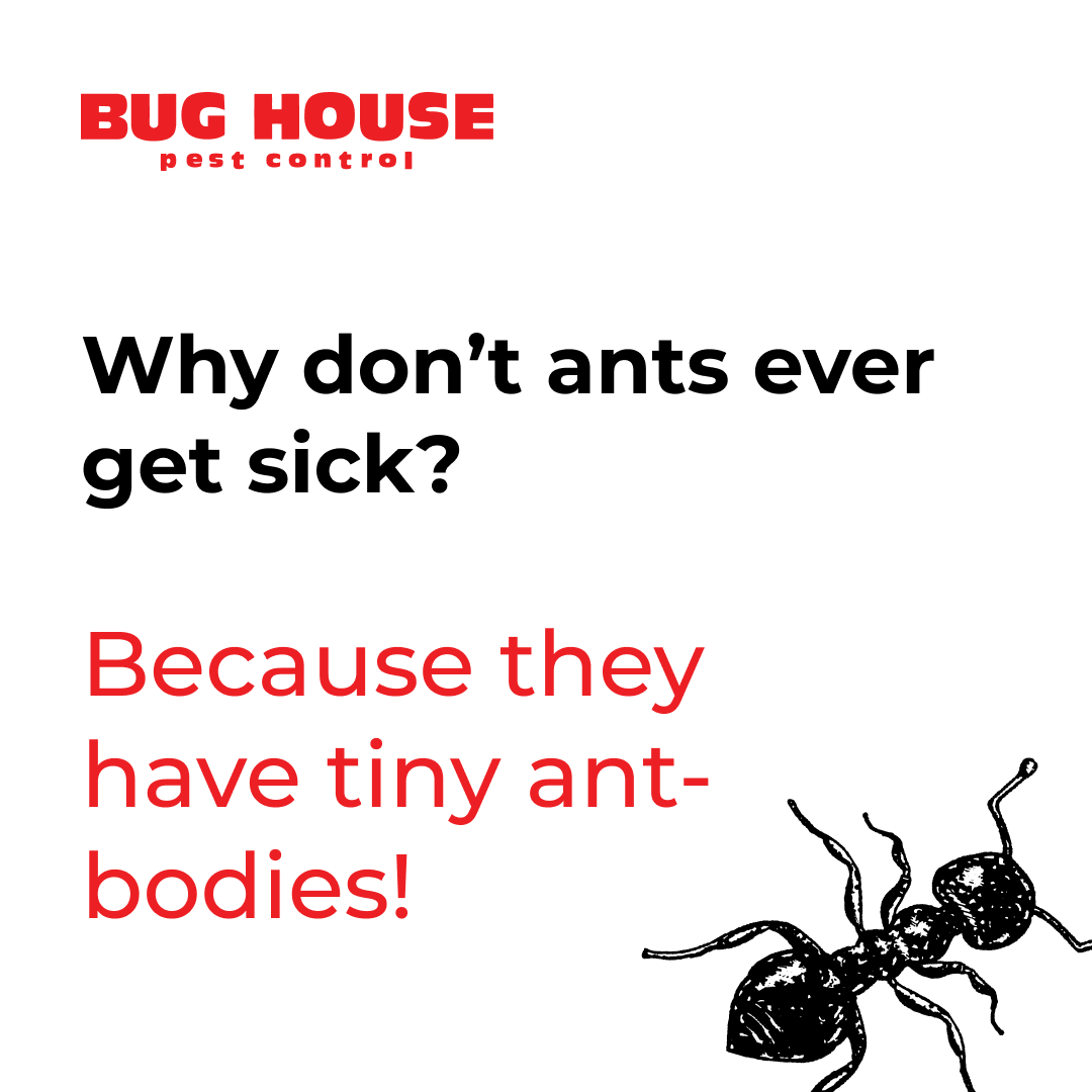 BugHousePest's tweet photo. Why don’t ants ever get sick? Because they have tiny ant-bodies! 🐜💪 Keep your home pest-free and healthy this year— https://t.co/rzEsOMKJJS

#PestControlHumor #AntJokes #BugHousePestControl https://t.co/zt5yukcvwk