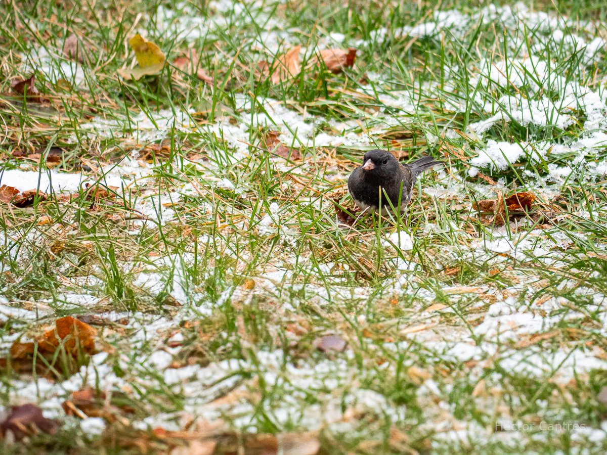 HectorCantres's tweet photo. #Cute little Black-eyed Junco #foraging on a cold afternoon.
#BlackEyedJunco #BirdPhotography #birding #birds #BirdsSeenIn2024 #birdwatching #nature #NaturePhotography #naturelovers #wildlfe #WildlifePhotography https://t.co/MCl54vz3IS