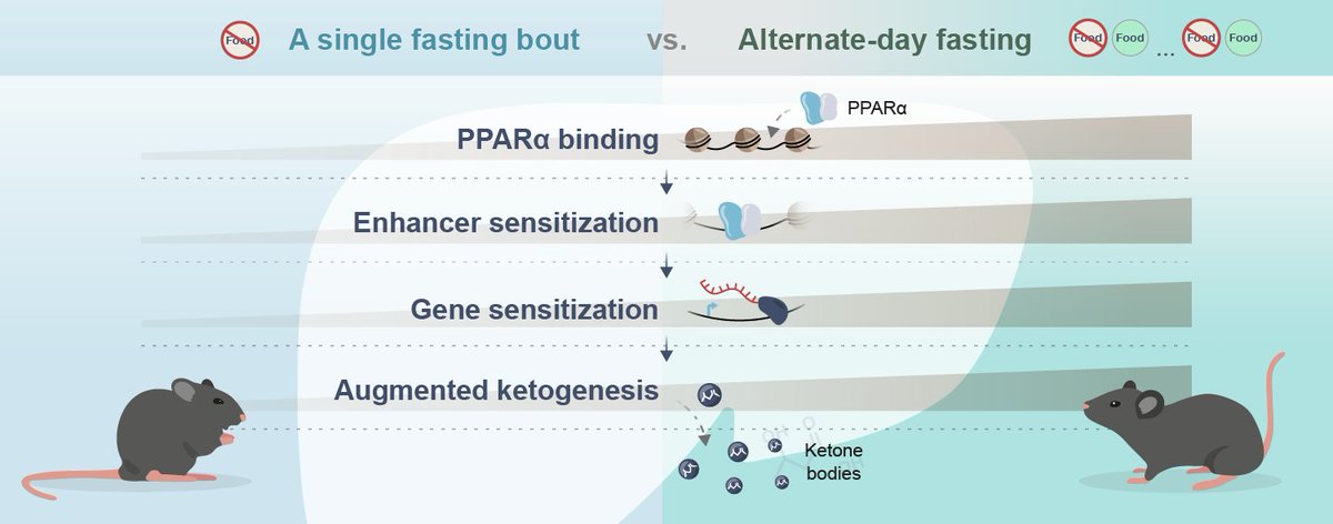 We just published what is is possibly the most important discovery from our lab yet!

We found that the liver 'remembers' past fasting events and this positively affects its future response to fasting. 

We found a great home to this study @NAR_Open 

track.smtpsendmail.com/9032119/c?p=9B…