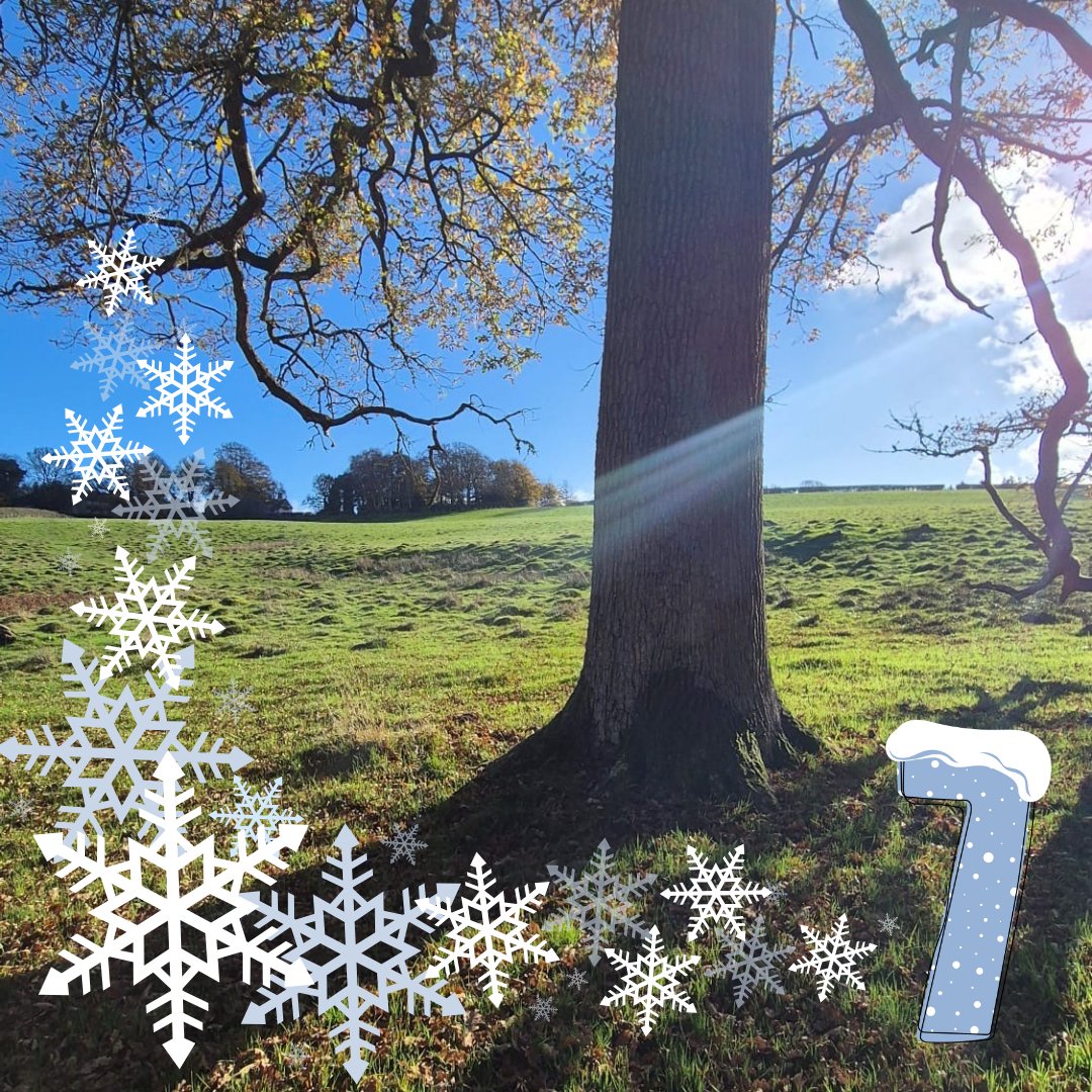SaxonShipCo's tweet photo. Advent Day 7: Thank you for your help in our Tree Searches this year - we have found two great trees in Kent!π³β¨ Now for something festive! π Share your best Christmas trees with #SaxonTreeSearch for a chance to be featured (bonus for a Saxon twist). Prizes may be up for grabs! https://t.co/K52MQZ4tSR