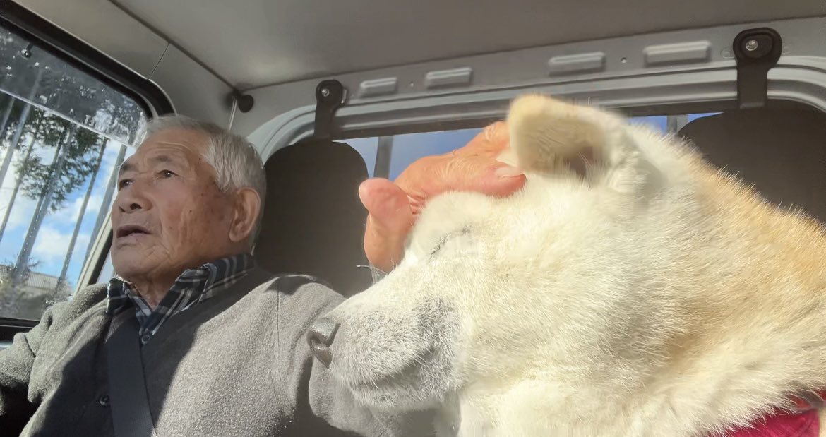 大好きな母にしばらく会えなくなった柴犬あいたん、哀愁ドライブ旅に出る。