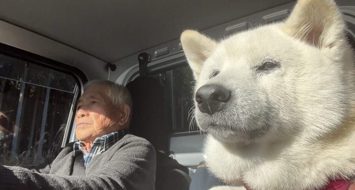 toshi38410872's tweet photo. 大好きな母にしばらく会えなくなった柴犬あいたん、哀愁ドライブ旅に出る。 https://t.co/fmSKnHiA8z