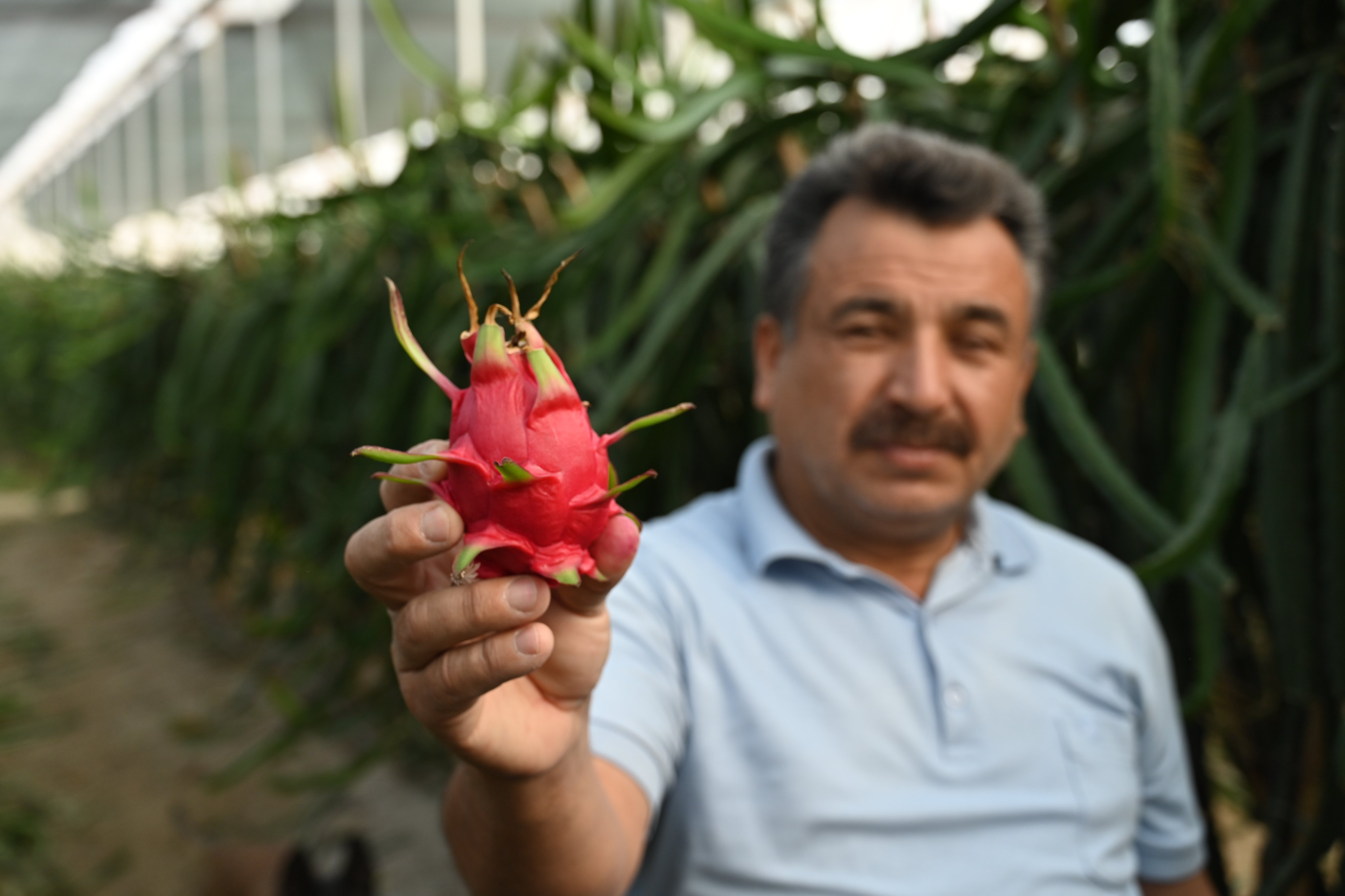 Radyo 80 ???????? on X: "Osmaniye'nin Sumbas ilçesinde 5 dönümlük alanda ejder meyvesi yetiştiren Mehmet Çarapoğlu, ilk hasadında 3 ton ürün elde etti. https://t.co/15ICutmHdc" / X