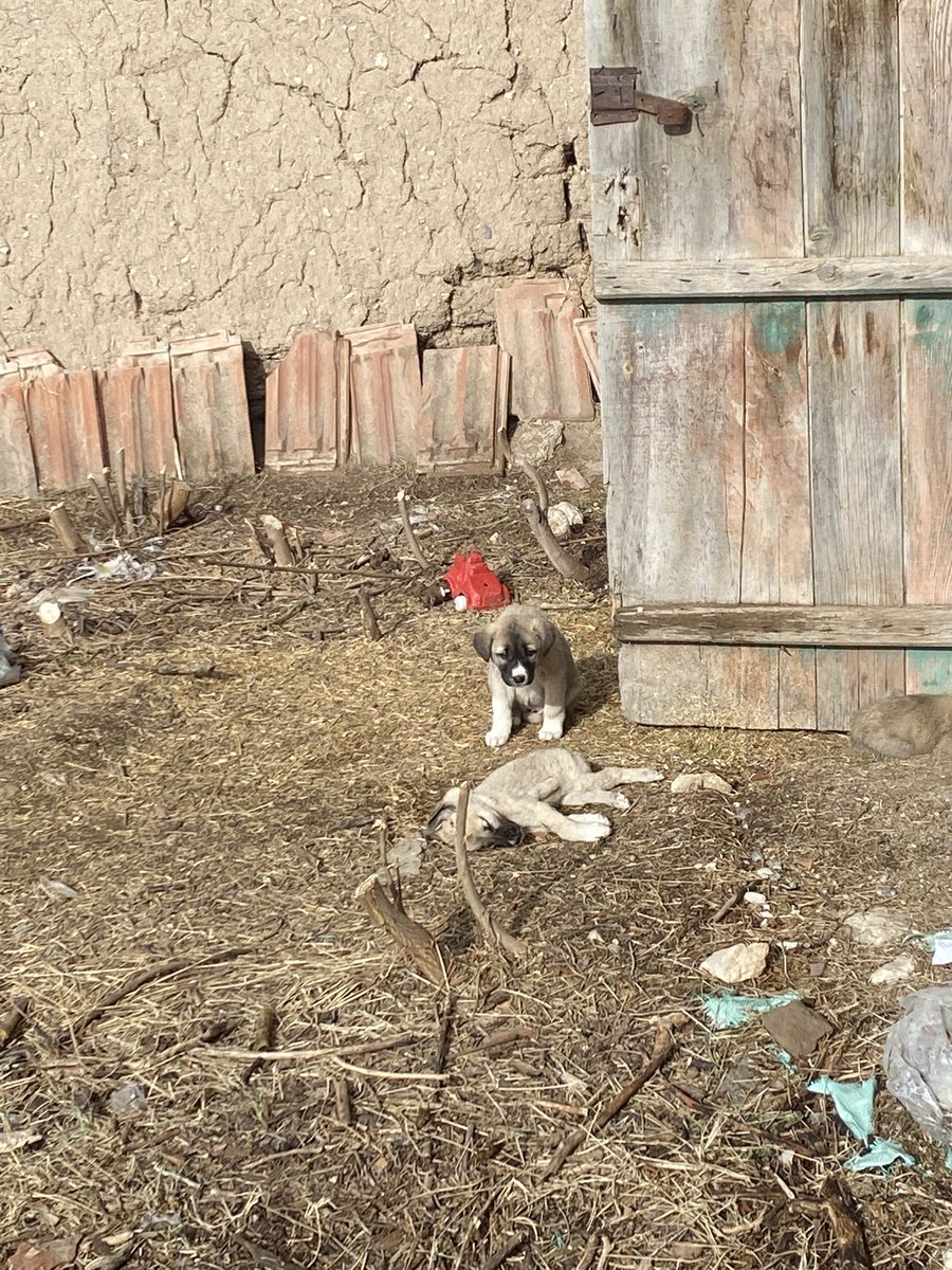 Bugün karşılaştığım bir görüntü ölen kardeşinin başından bir an olsun hiç ayrılmadı, konuşamıyor ama gözleriyle ve hareketleriyle her şeyi anlatıyordu. 

"Bir hayvanın gözlerine baktığımda
Sadece bir hayvan görmüyorum
Yaşayan bir varlık 
Bir arkadaş
Bir ruh görüyorum.. " -Anthony