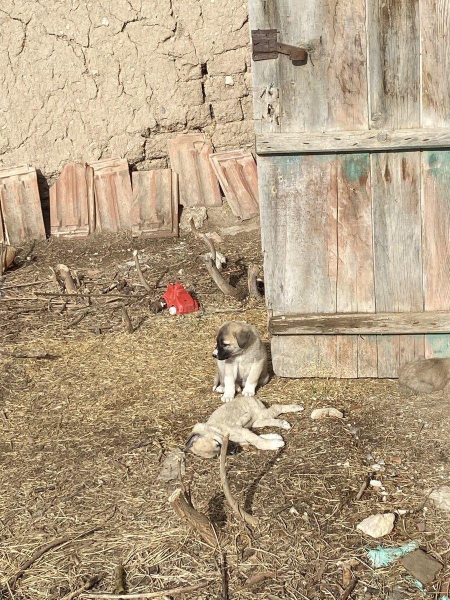 ragnarpos's tweet photo. Bugün karşılaştığım bir görüntü ölen kardeşinin başından bir an olsun hiç ayrılmadı, konuşamıyor ama gözleriyle ve hareketleriyle her şeyi anlatıyordu. 

"Bir hayvanın gözlerine baktığımda
Sadece bir hayvan görmüyorum
Yaşayan bir varlık 
Bir arkadaş
Bir ruh görüyorum.. " -Anthony https://t.co/6rttQsIeVp