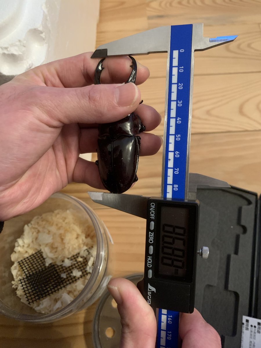 今年一番大きい輝紅帝赤レギウスレッドアイレッドボディ♂F8　67㎜×紅帝改赤レギウスホワイトアイレッドボディF5　49㎜からの幼虫で菌糸はエスカラバンダ(<a href="/Escala_Banda/">Escala Banda（エスカラバンダ）</a>)さんのESカワラ添加剤無しで管理して86.88㎜でした❗
赤レギウスでこんなに大きいのが出るとは思いませんでした😊