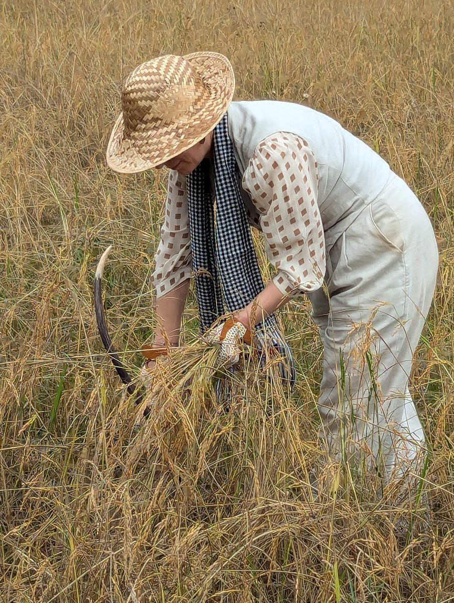 Harvesting rice in Cambodia today
