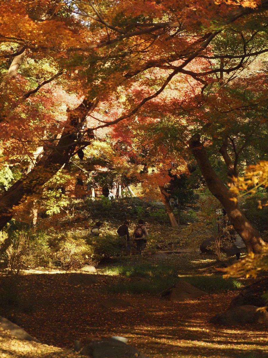 Cube_Niroo's tweet photo. 秋色六義園 https://t.co/R8b44LzfZf