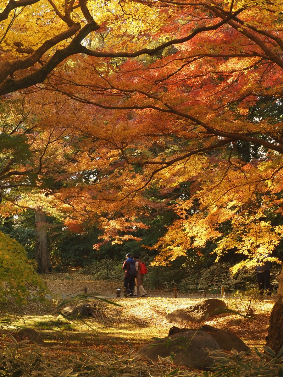 Cube_Niroo's tweet photo. 六義園つづき https://t.co/y1tuulnnyJ