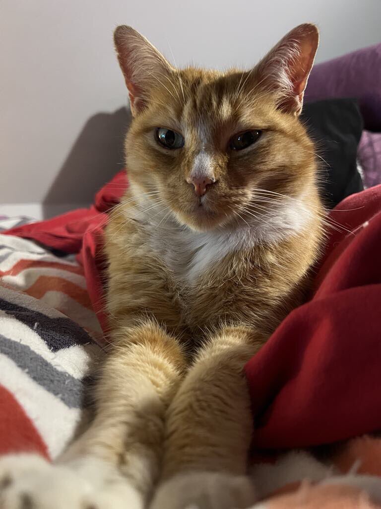 Found a warm bed this #Caturday . Enjoy your weekend 🐾😻🐾 - signed Maximus