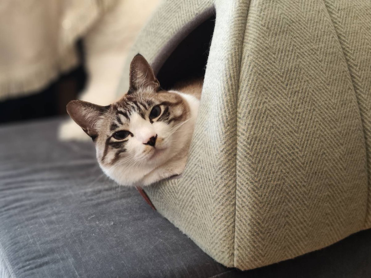 ginjiro_cat's tweet photo. ヤドカリ銀次朗🐚 https://t.co/YyZFSBfE6K