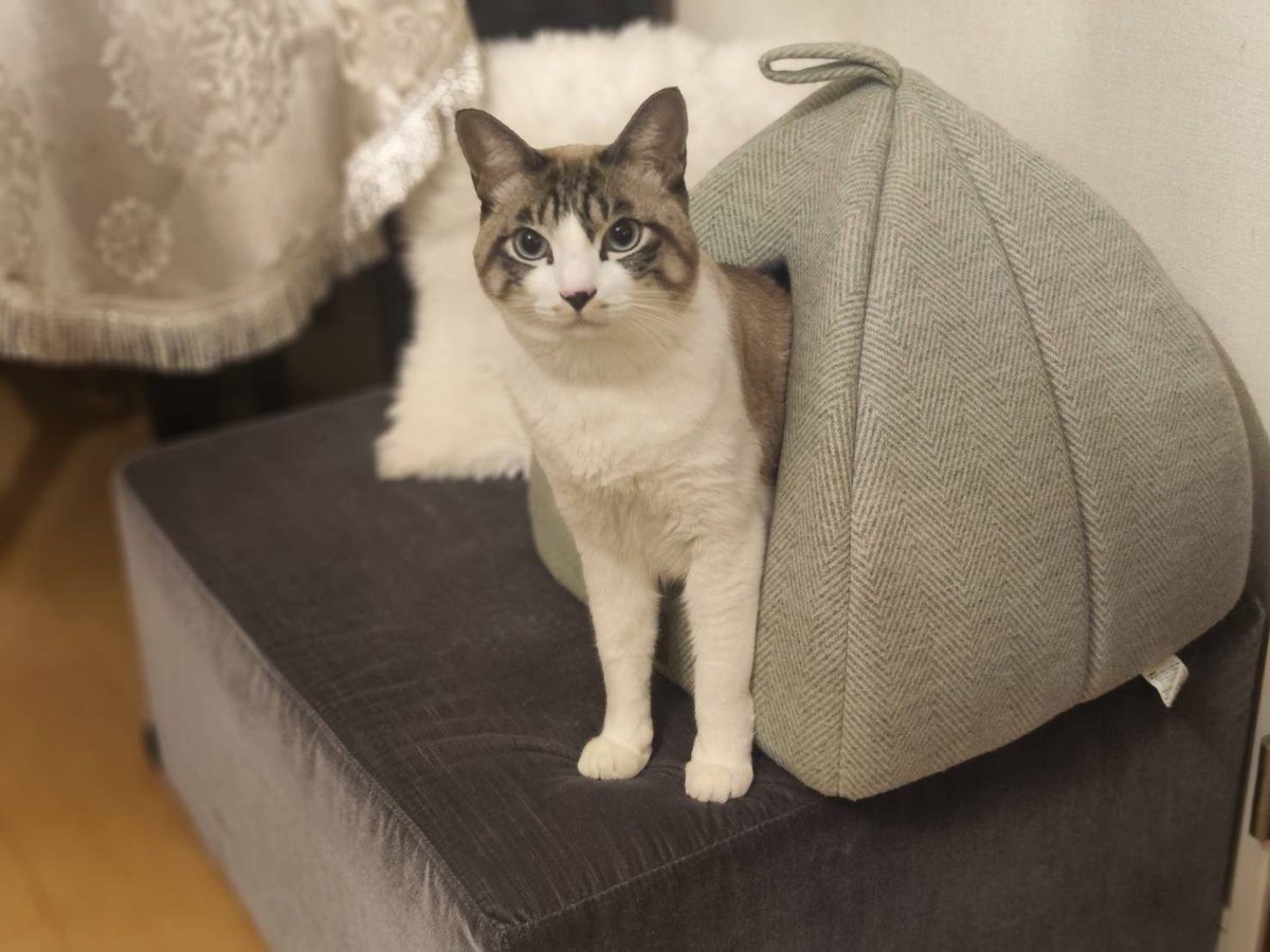ginjiro_cat's tweet photo. ヤドカリ銀次朗🐚 https://t.co/YyZFSBfE6K