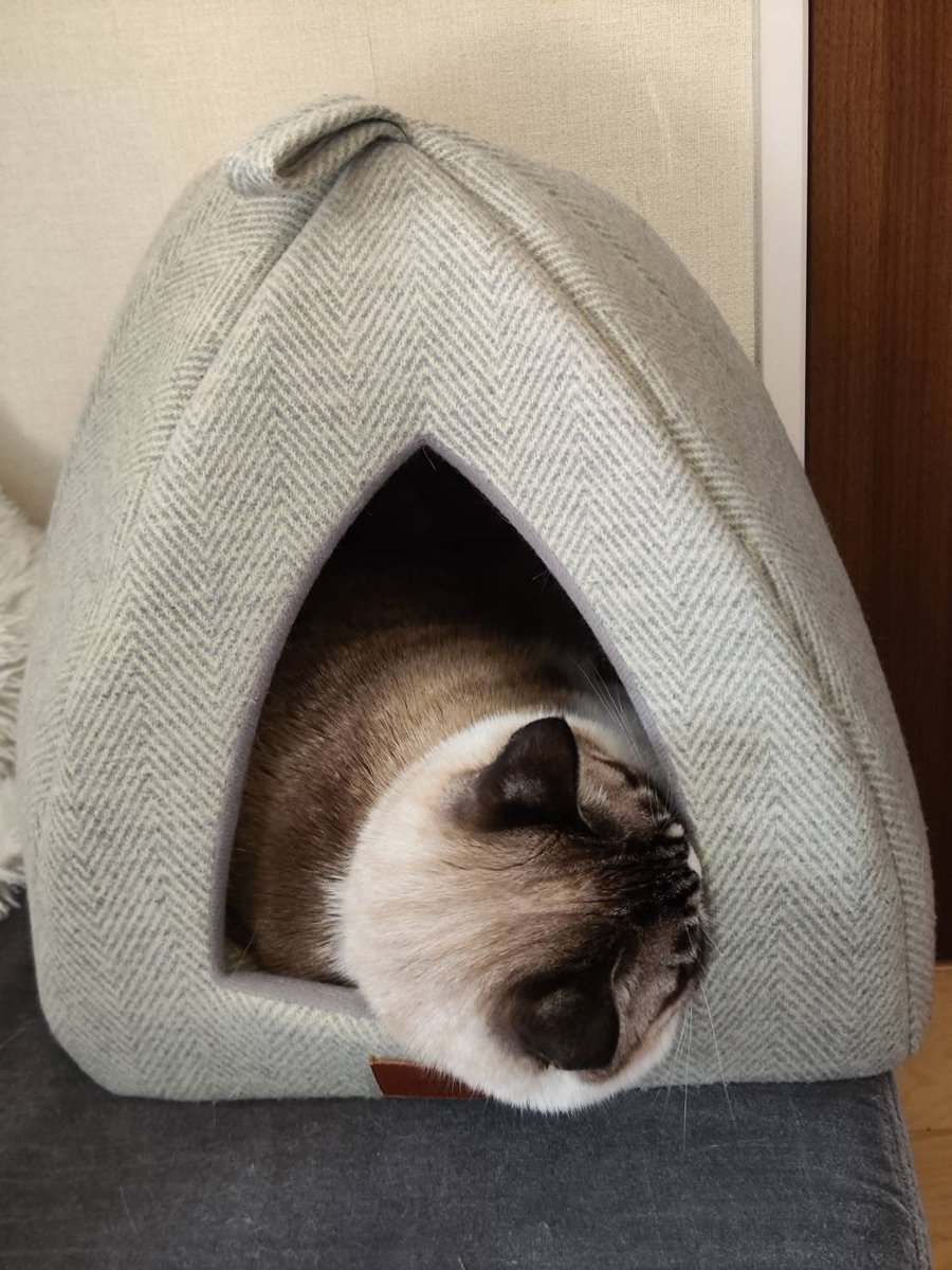 ginjiro_cat's tweet photo. ヤドカリ銀次朗🐚 https://t.co/YyZFSBfE6K