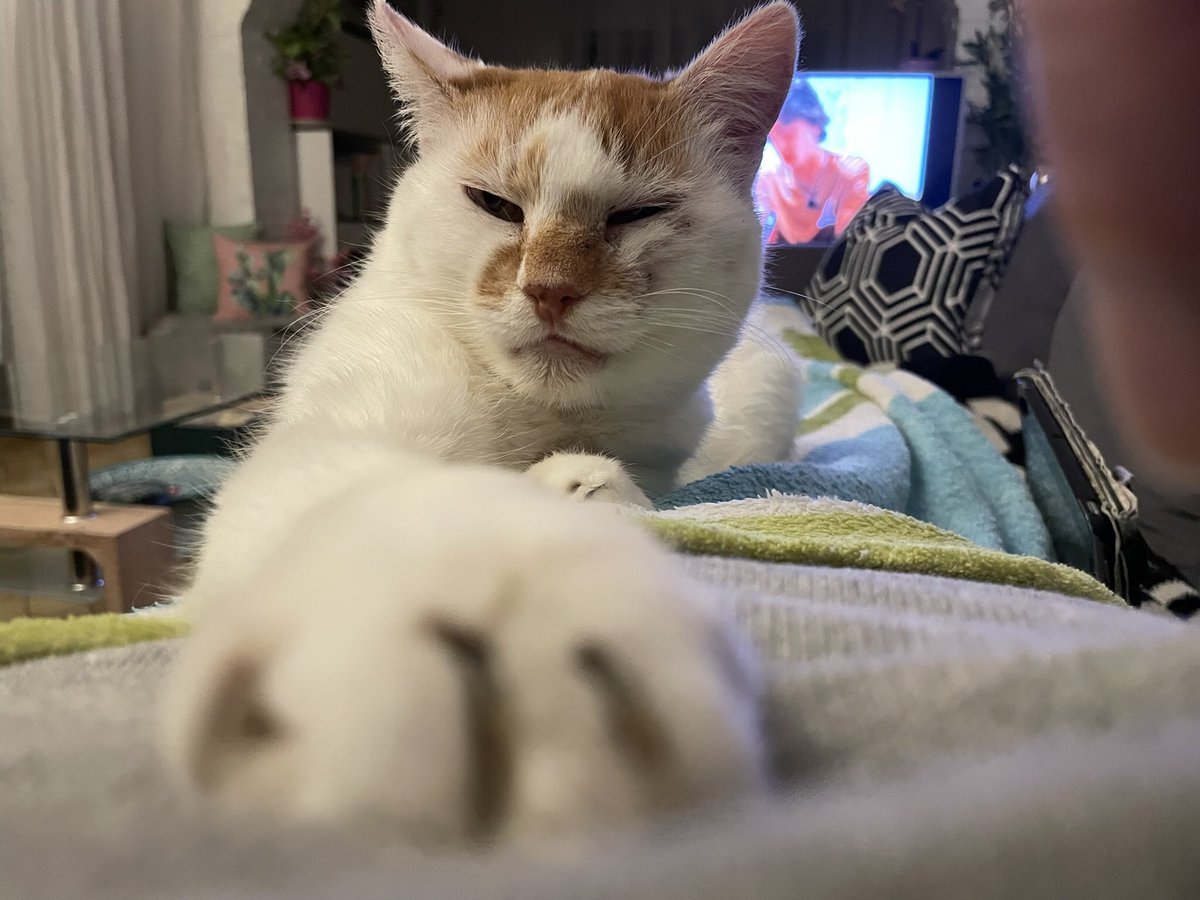 Do you like my superman pose? Have a nice #caturday 🐾😻🐾 - signed Bella