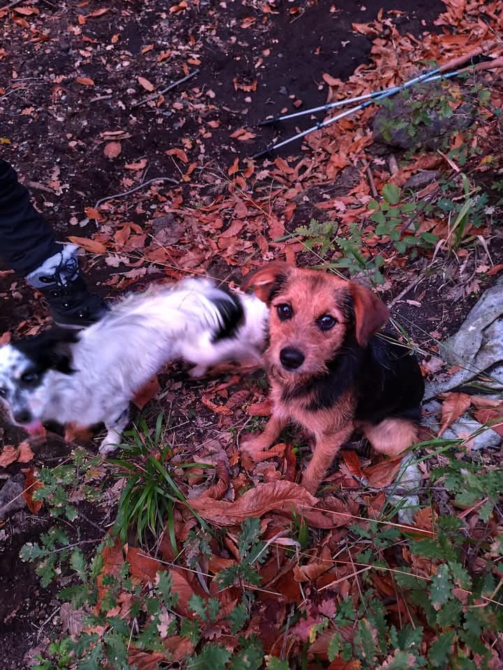 RobertaPapa13's tweet photo. Vi prego aiutateci
Abbiamo trovato questi due cagnolini sull'Etna, nei pressi del monte Ilice. Sono sani e buonissimi, cerchiamo per loro uno stallo perché li ha presi una signora per non farli stare stanotte al freddo ma non li può tenere.  non ignorate il post. 388/4719180 https://t.co/ZsKGlr4LVy