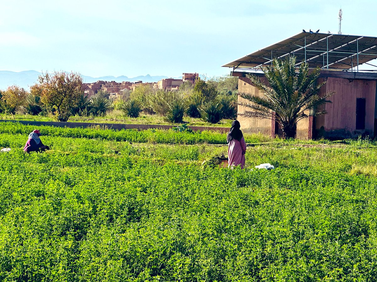 julesserkin's tweet photo. apparently journalists in #Morocco who talk- write about the buying up of small farms by large corporations ( forcing the small farmers out ) get put in jail ? @1GarethWynJones @Beck_Sall @thecoastguy ? #controlthefood #food https://t.co/LpBw7FULY1