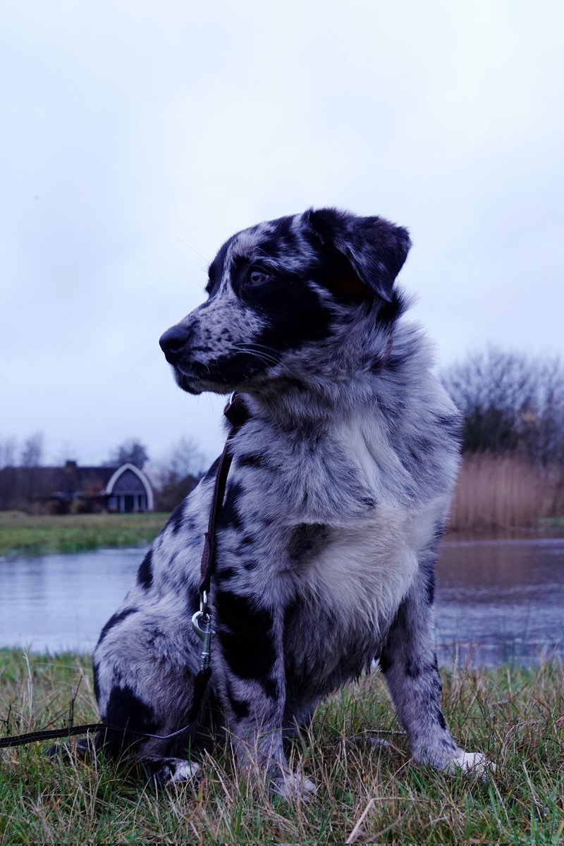 jolandabrwr's tweet photo. #goedemorgen
Heerlijk gewandeld
#gijs #puppyspam
Fijne dag allemaal 😘 https://t.co/NwOUQ4gKTk