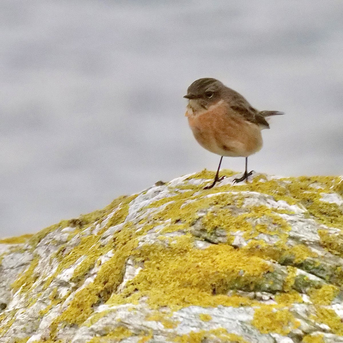 Anne Charnock tweet media