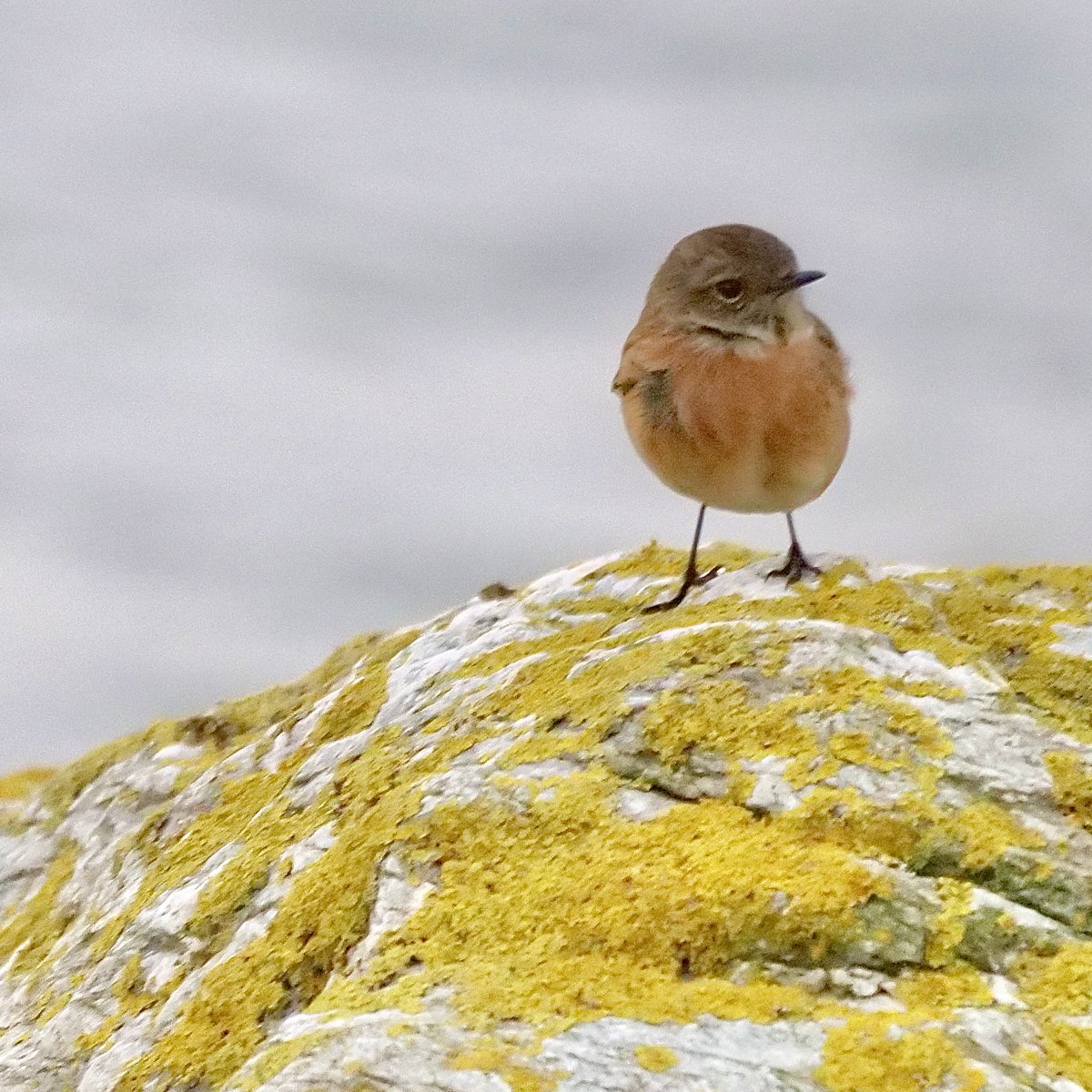 Anne Charnock tweet media