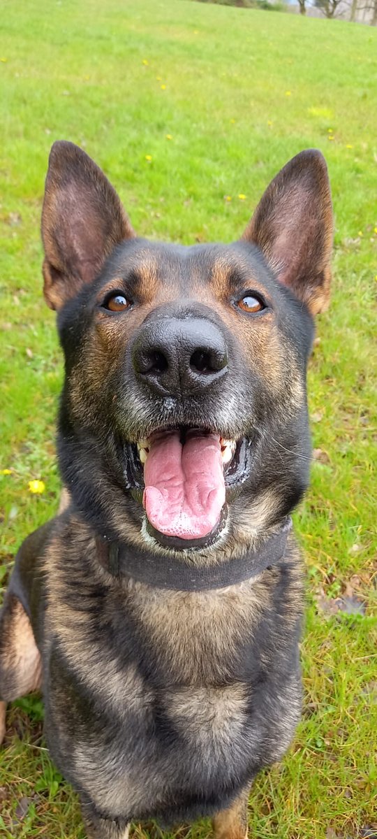 After an assault in South Worcestershire, PD Alvin and handler called in at a nearby hotel to search for the suspects. Alvin was drawn to a particular hotel room door, telling his handler they were inside. Entry gained to the room, and two men were arrested.