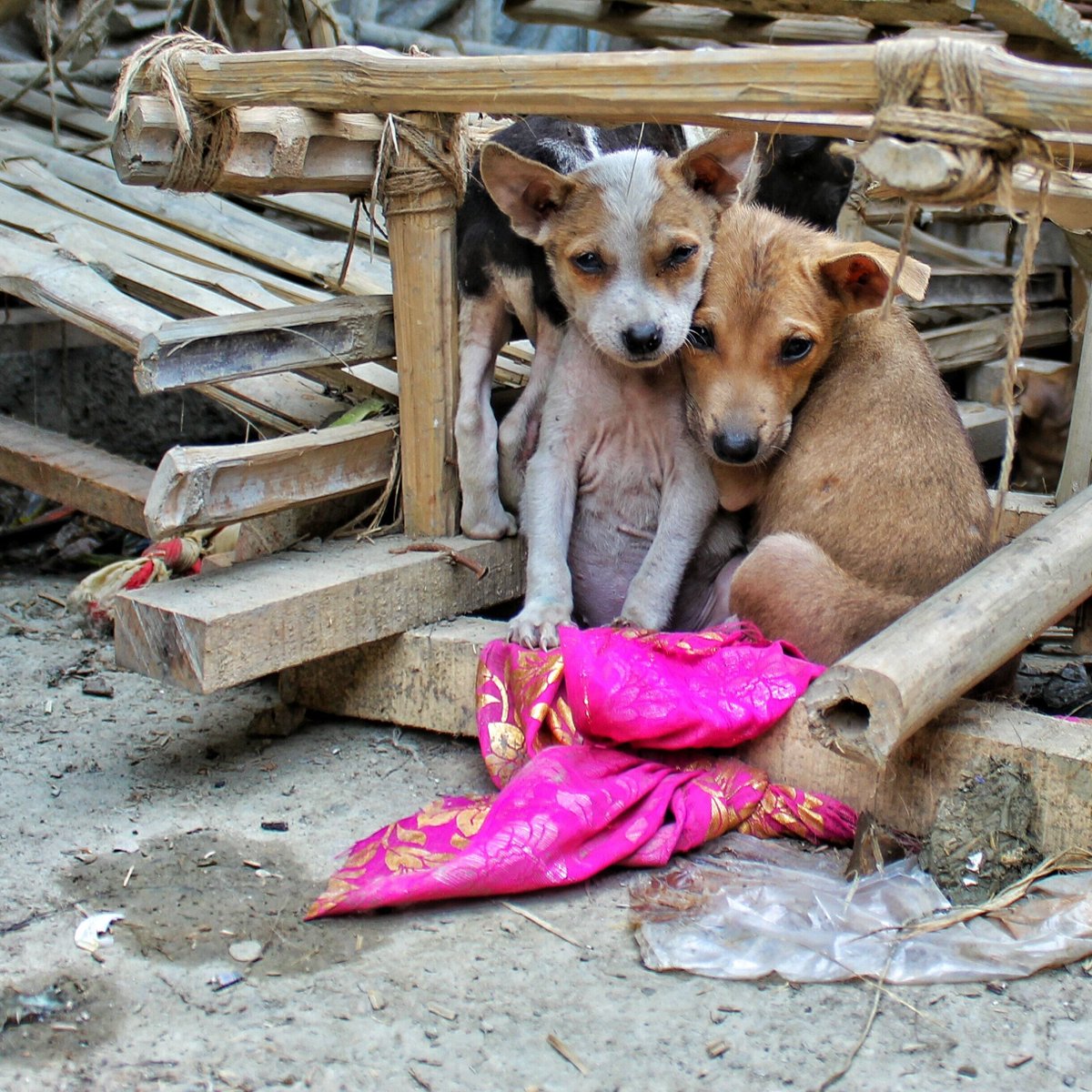MATANZA 🇲🇦❌La autocracia marroquí va a matar  perros sin hogar. Se estiman 3M.

Esta política está relacionada con el Mundial de fútbol de 2030, cuya organización comparte con España y Portugal.

FIRMA 👇👇
actionnetwork.org/petitions/the-…