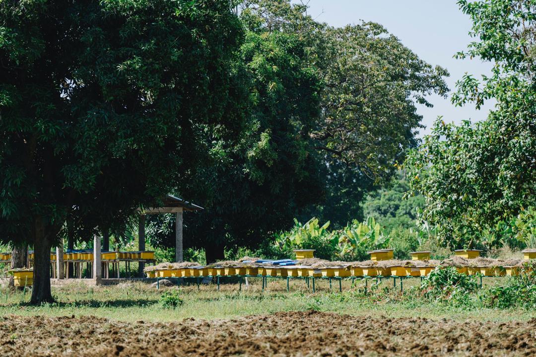 It is always delightful to visit South Ethiopia and review the progress of cities like Arba Minch. 

Access to nutritious food remains one of the key challenges facing both urban and rural communities nationally. In rural areas, we have initiated cluster farming interventions,
