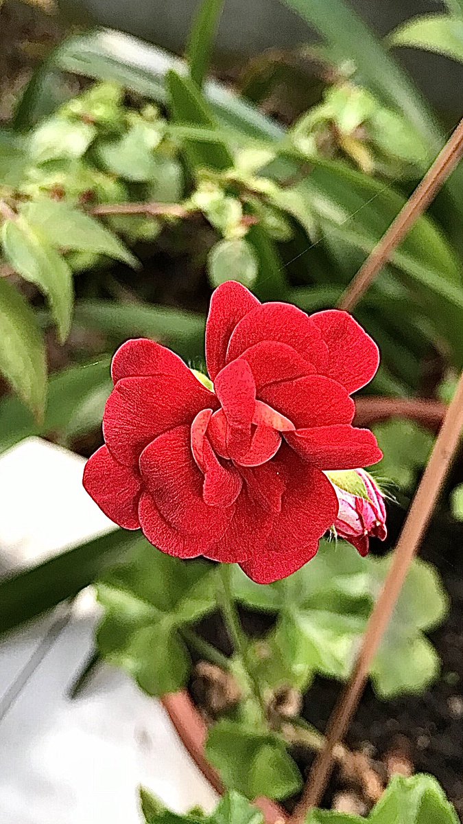 ErTacettin's tweet photo. #gülsardunyası #rosegeranium
#happyWeekend https://t.co/p1wX5fSXum