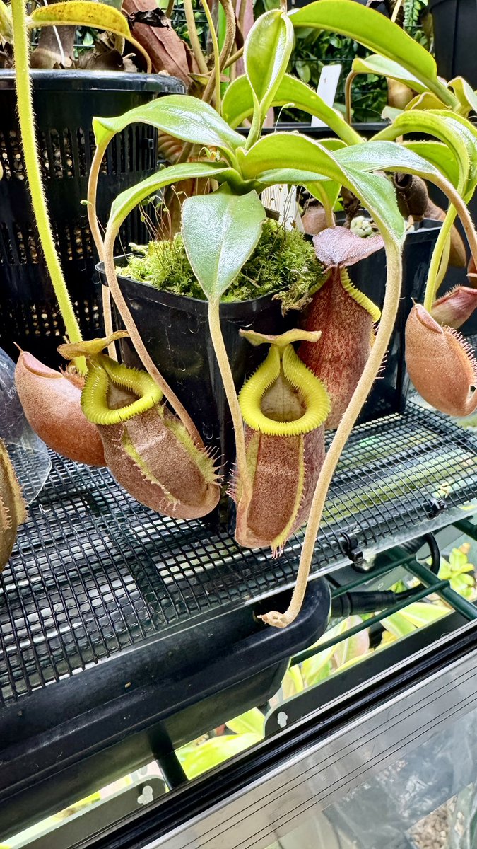 N.undulatifolia × villosa
この子鈴なりでとってもかわいいです